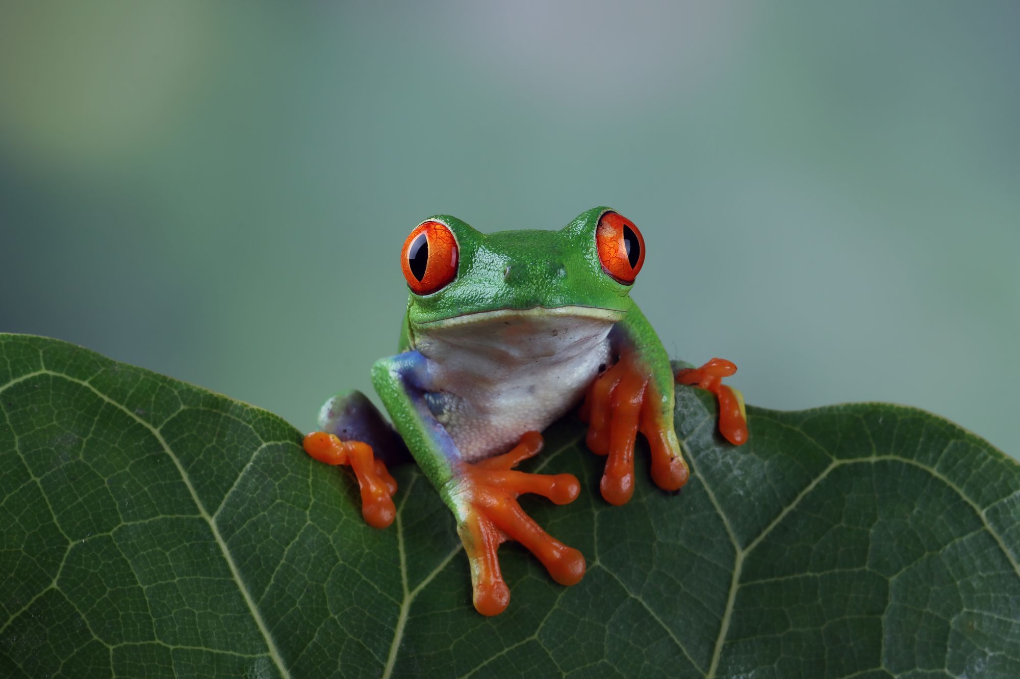 Pepe Coin Jumps to $900M in Evaluation