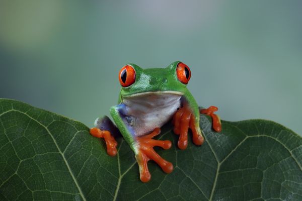 Pepe Coin Jumps to $900M in Evaluation